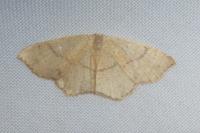 Cyclophora ruficiliaria