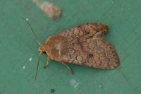 Sunira circellaris