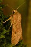 Sunira circellaris
