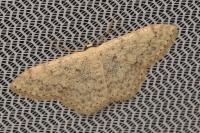 Scopula marginepunctata
