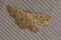 Charissa obscurata bellieri