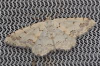 Scopula honestata