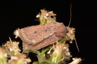 Xestia jordani
