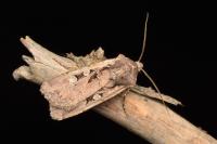 Euxoa obelisca corsicola
