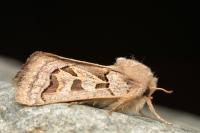 Episema glaucina