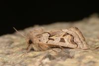 Episema glaucina