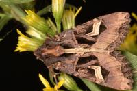Trigonophora flammea