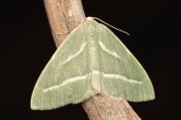 Hylaea pinicolaria