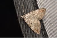 Aplocera efformata/plagiata