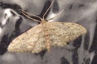 Idaea seriata