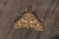 Anania oberthuri