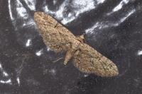 Eupithecia oxycedrata