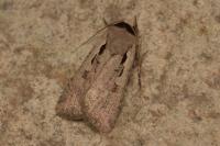 Dichagyris flammatra
