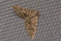 Scotopteryx obvallaria