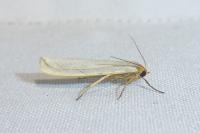 Eilema caniola