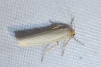 Eilema caniola
