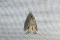 Schrankia costaestrigalis