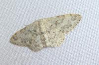 Scopula marginepunctata