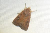 Xestia xanthographa