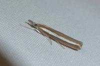 Agriphila latistria