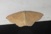 Cyclophora ruficiliaria