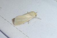 Mythimna pallens