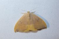 Watsonalla binaria