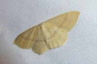 Cyclophora linearia