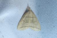 Herminia grisealis