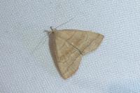 Herminia tarsicrinalis