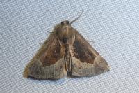Hypena crassalis