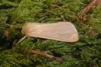 Mythimna pallens