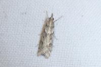 Eudonia angustea