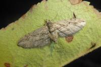 Eupithecia phoeniceata
