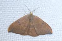 Watsonalla binaria