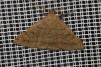 Zanclognatha lunalis