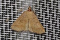 Zanclognatha lunalis