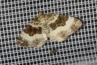 Epirrhoe rivata