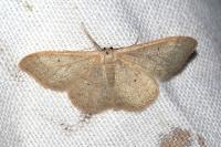 Idaea straminata