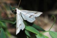 Mesotype parallelolineata