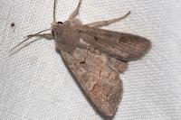 Ammoconia caecimacula