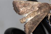 Hoplodrina ambigua