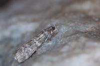 Dioryctria simplicella