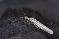Agriphila tristella