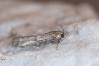 Delplanqueia dilutella