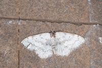 Scopula marginepunctata