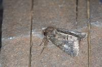 Thalpophila matura