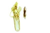 Delplanqueia dilutella