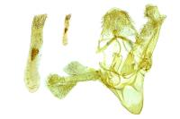 Phycitodes lacteella