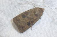 Caradrina morpheus